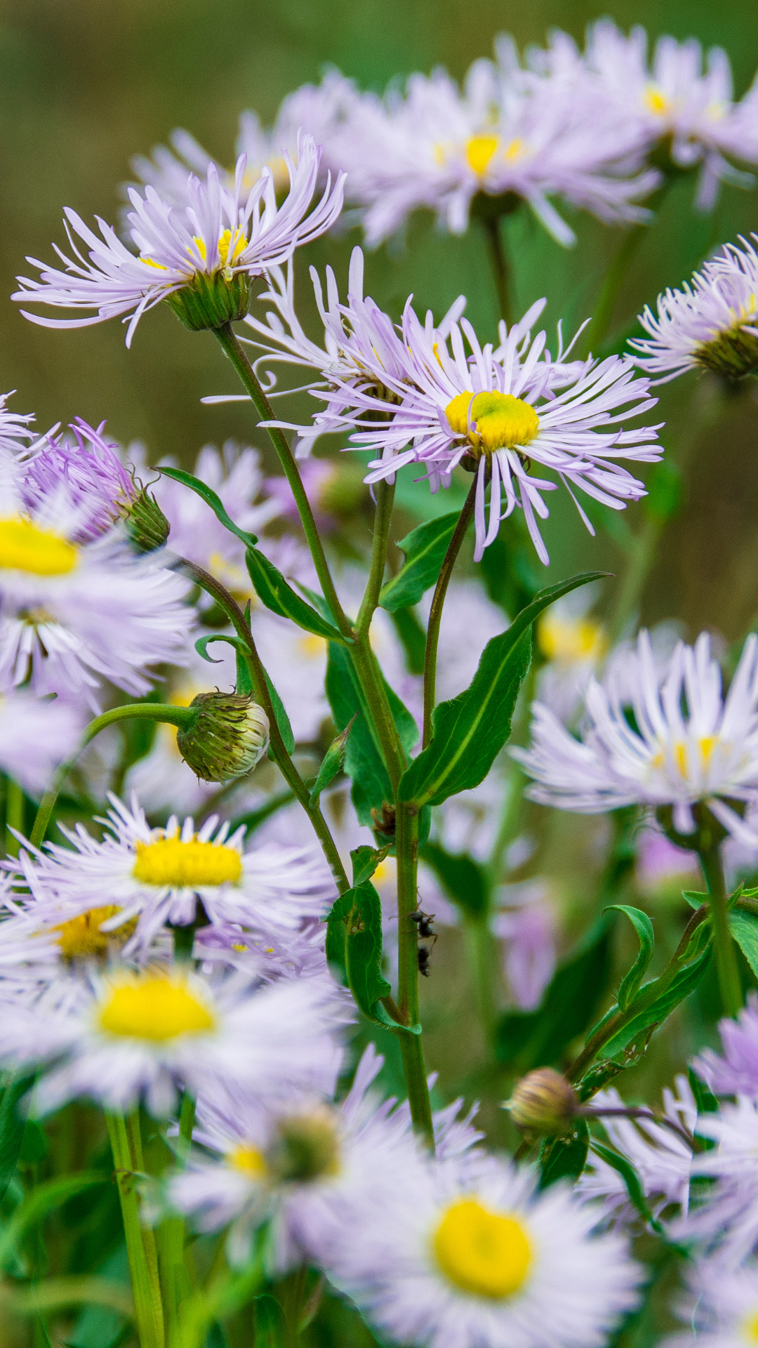 Wildflower Hikes and Crafts in Breckenridge, CO